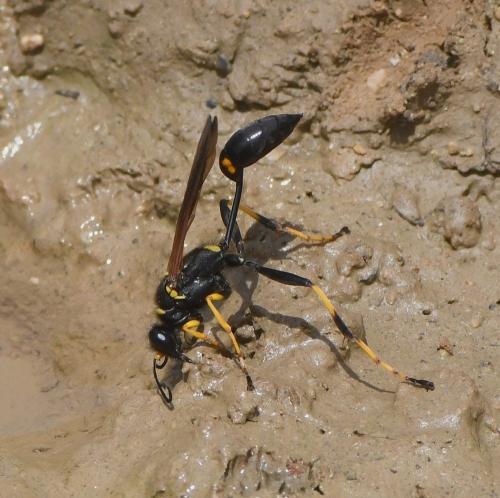 Réf. 234 719 : Sceliphron caementarium